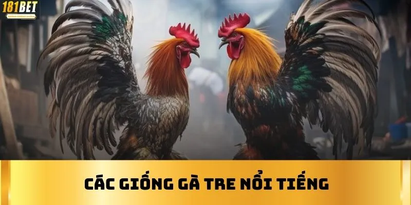 Các giống gà tre nổi tiếng