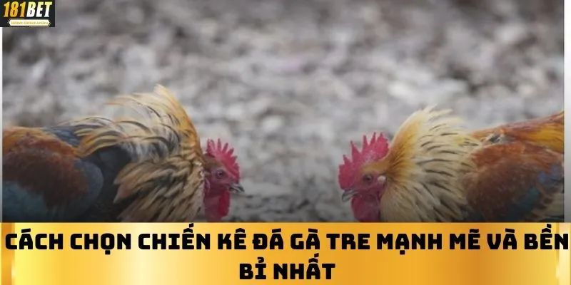 Cách chọn chiến kê Đá gà tre mạnh mẽ và bền bỉ nhất