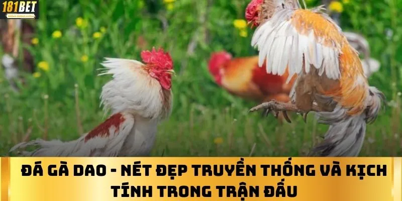 Đá Gà Dao - Nét Đẹp Truyền Thống Và Kịch Tính Trong Trận Đấu