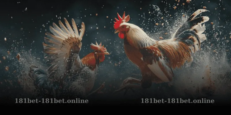Chiến Lược Cá Cược Đá Gà Thomo Tại 181bet