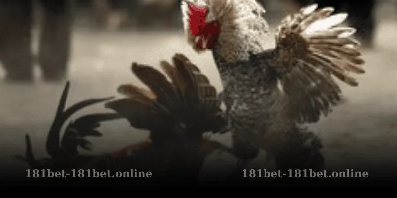 Đá Gà Thomo Là Gì?